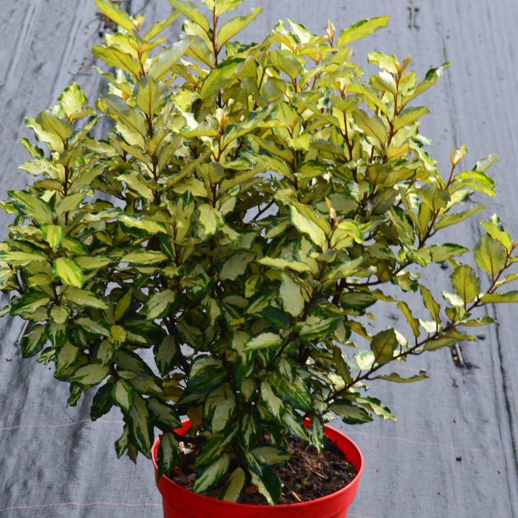 Elaeagnus ebbingei Maryline