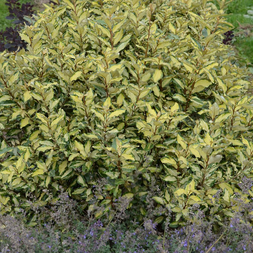 Elaeagnus ebbingei Maryline