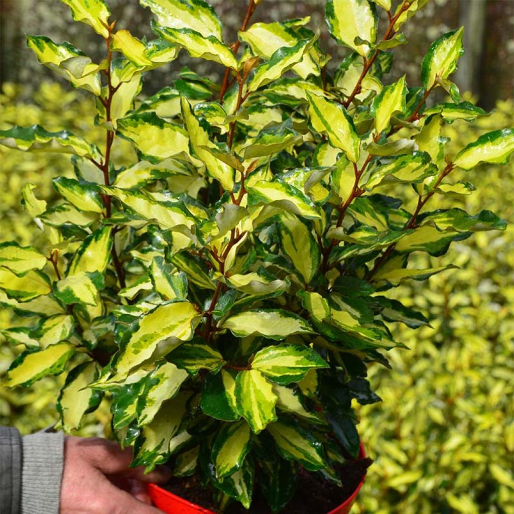 Elaeagnus ebbingei Maryline (abrela) - Chalef de Ebbing panaché