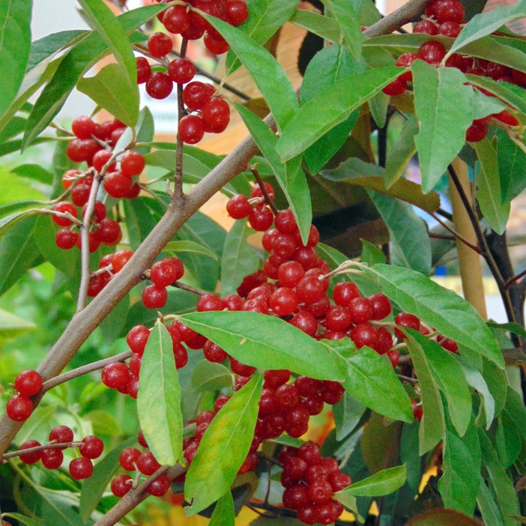 Arándano japonés Pointilla Amoroso - Elaeagnus umbellata