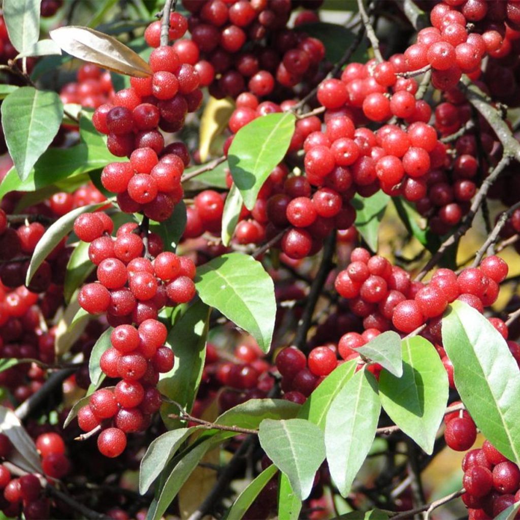 Arándano japonés Pointilla Amoroso - Elaeagnus umbellata