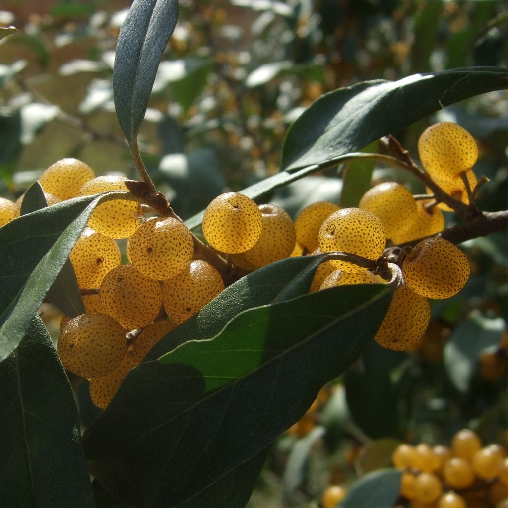 Arándano japonés Fortunella - Elaeagnus umbellata