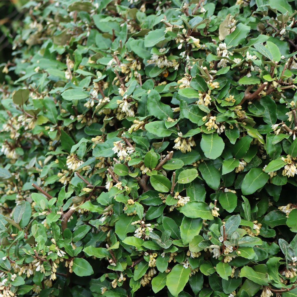 Arándano japonés Fortunella - Elaeagnus umbellata