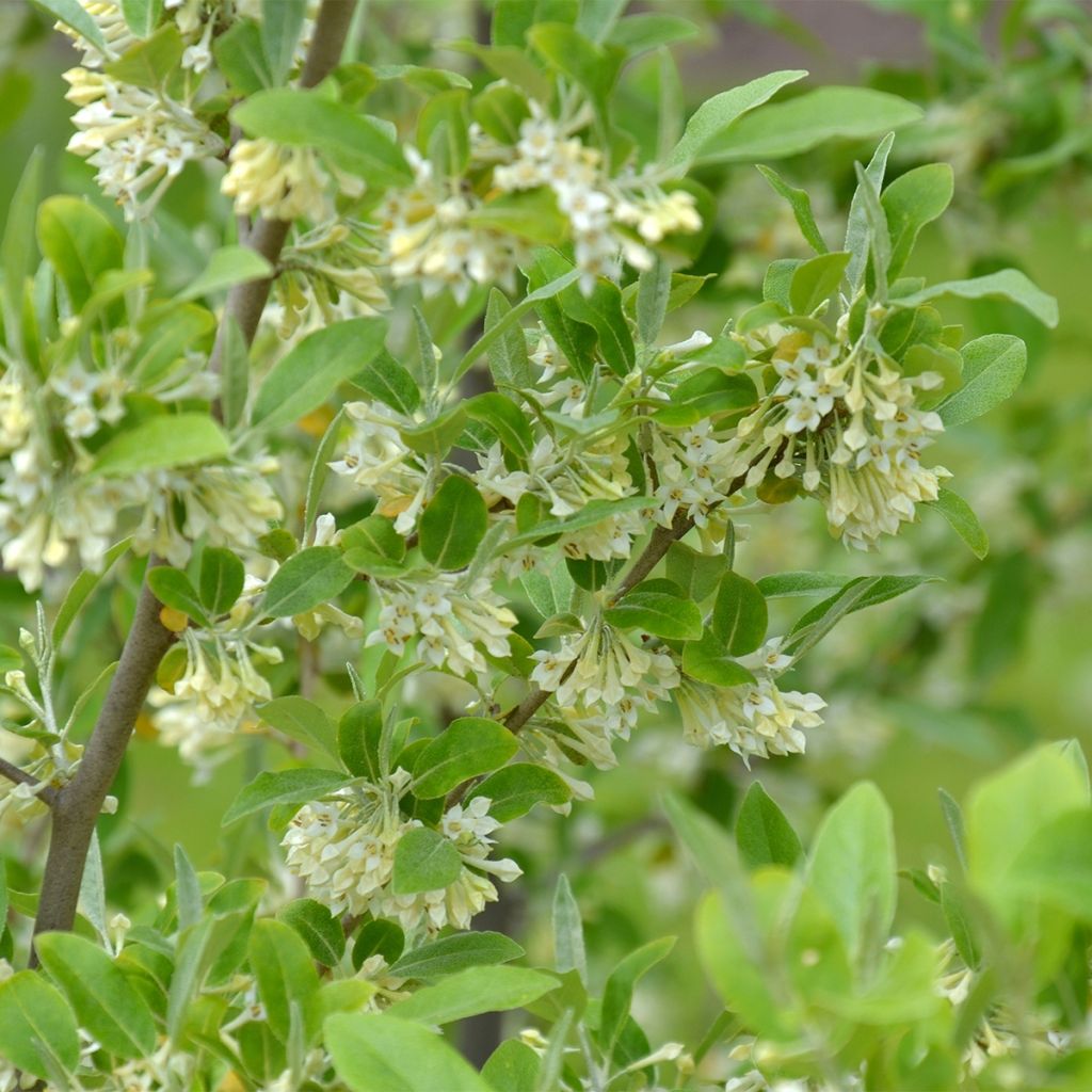 Arándano japonés Fortunella - Elaeagnus umbellata