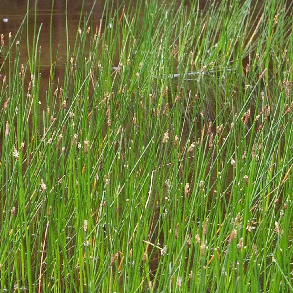 Eleocharis palustris - Scirpe des marais 