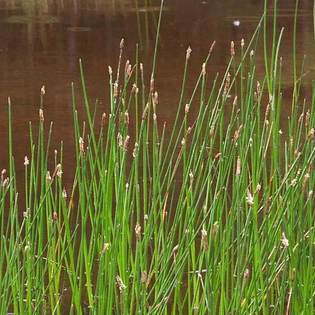 Eleocharis palustris - Scirpe des marais 