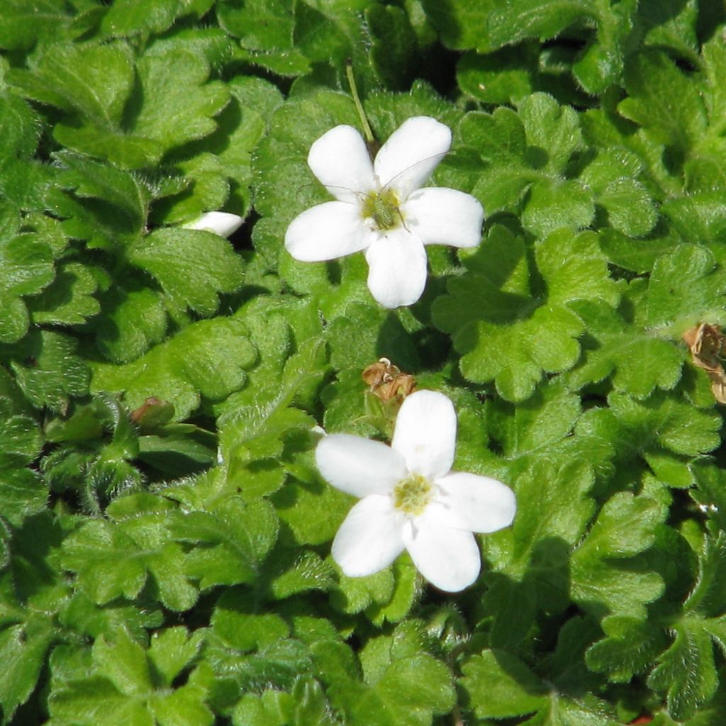 Ellisiophyllum pinnatum