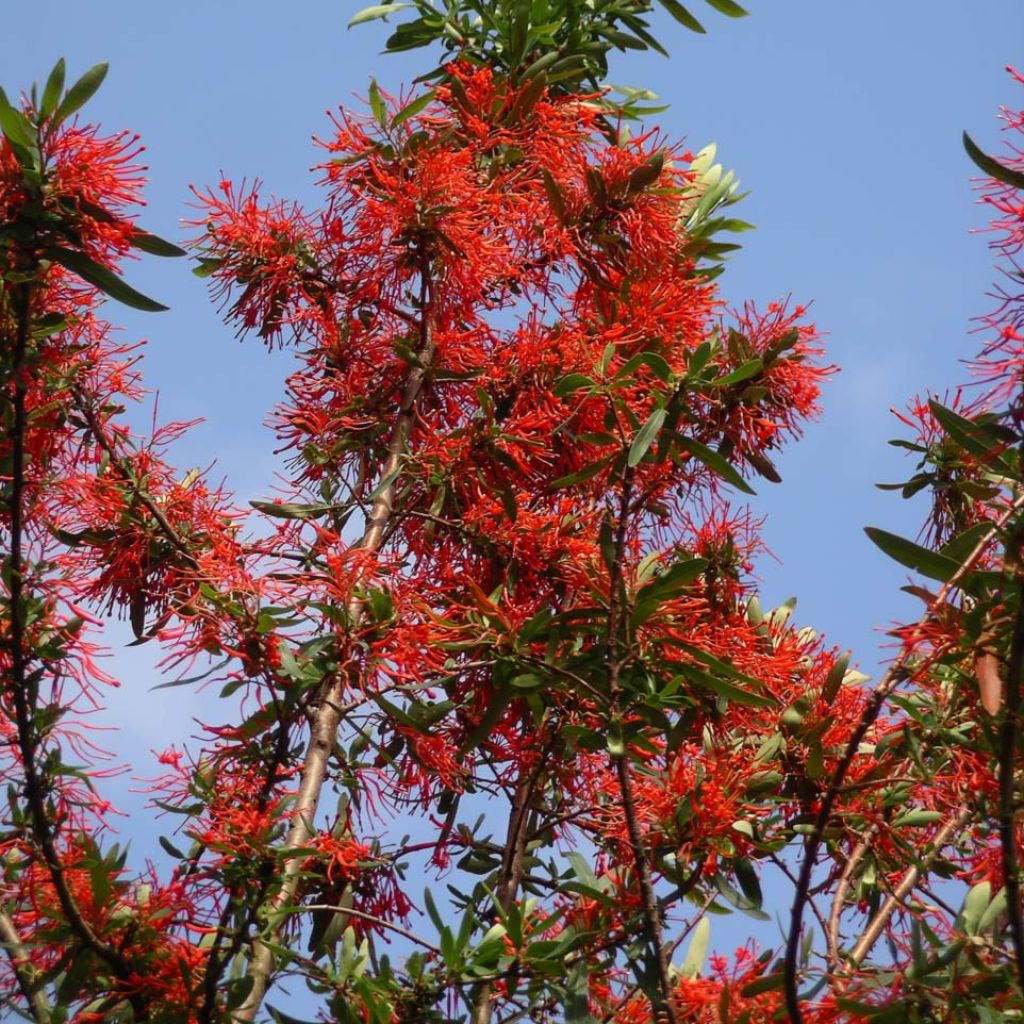 Embothrium coccineum Lanceolatum - Arbre de feu