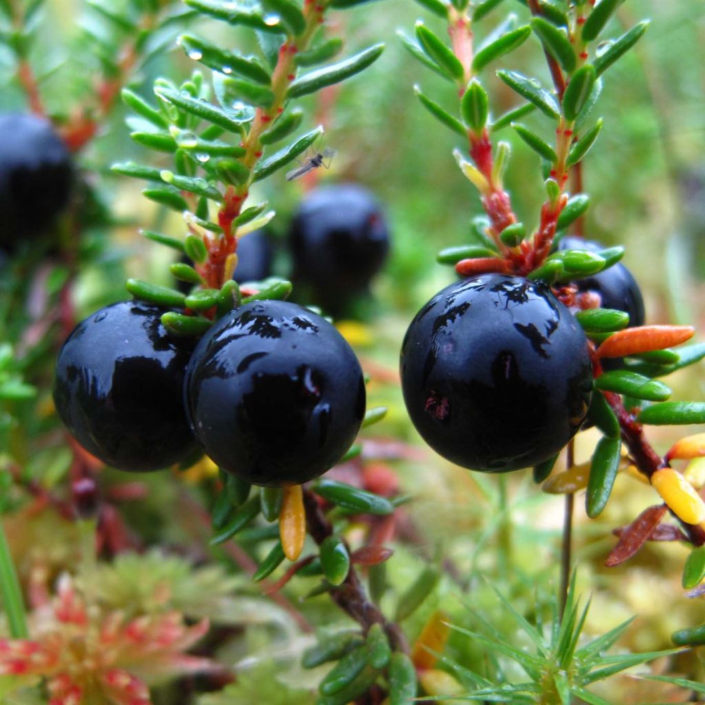 Empetrum nigrum - Camarine noire