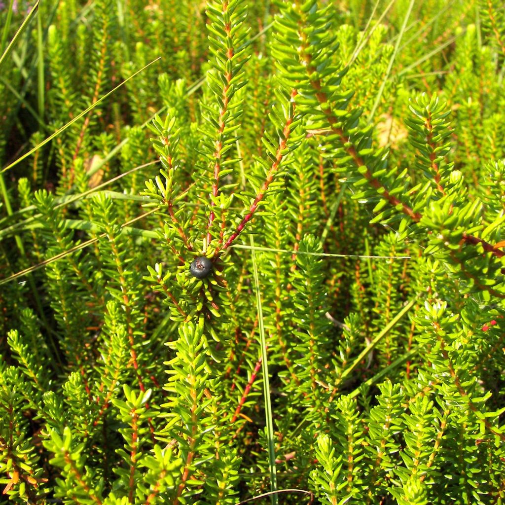 Empetrum nigrum - Camarine noire