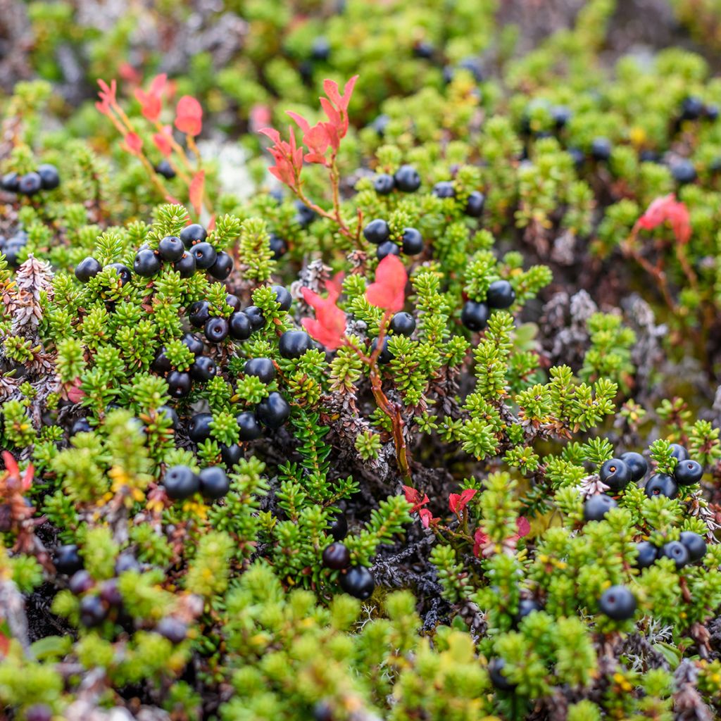 Empetrum nigrum - Arándano negro