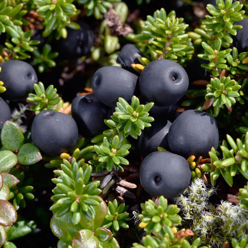 Empetrum nigrum - Arándano negro