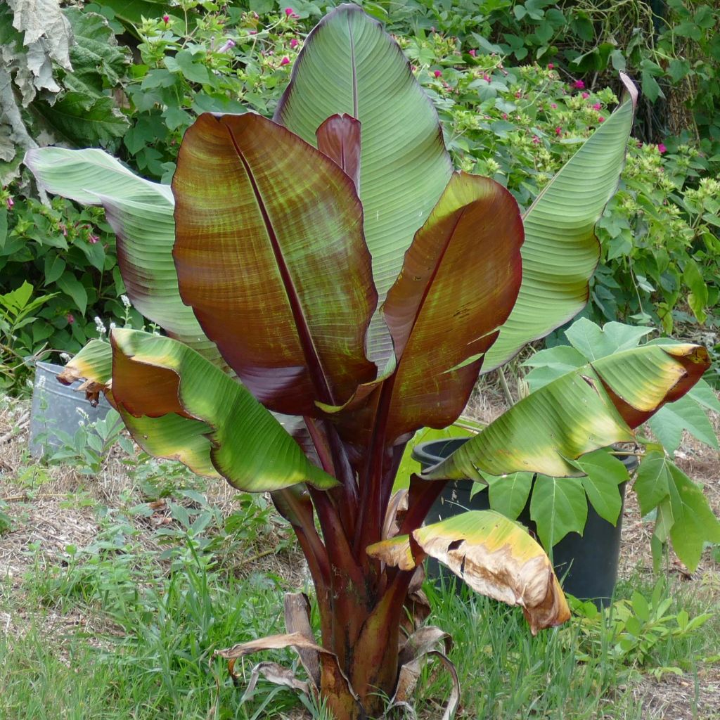 Ensete ventricosum Maurelii - Falso plátano