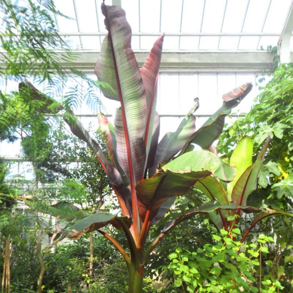 Ensete ventricosum Maurelii - Falso plátano