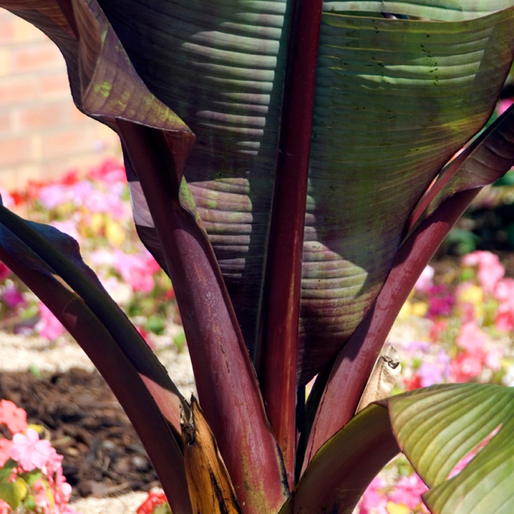 Ensete ventricosum Maurelii - Falso plátano