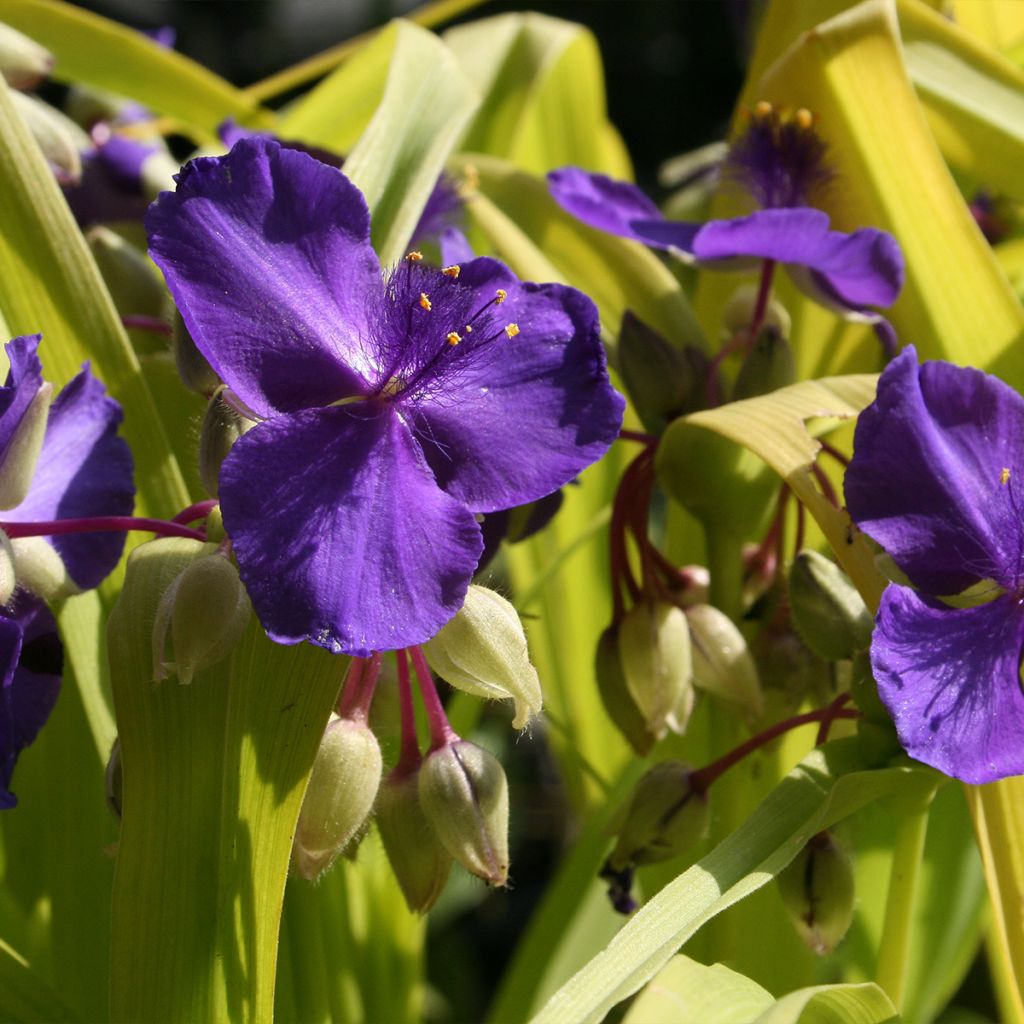 Ephémère de Virginie, Tradescantia andersoniana Blue and Gold