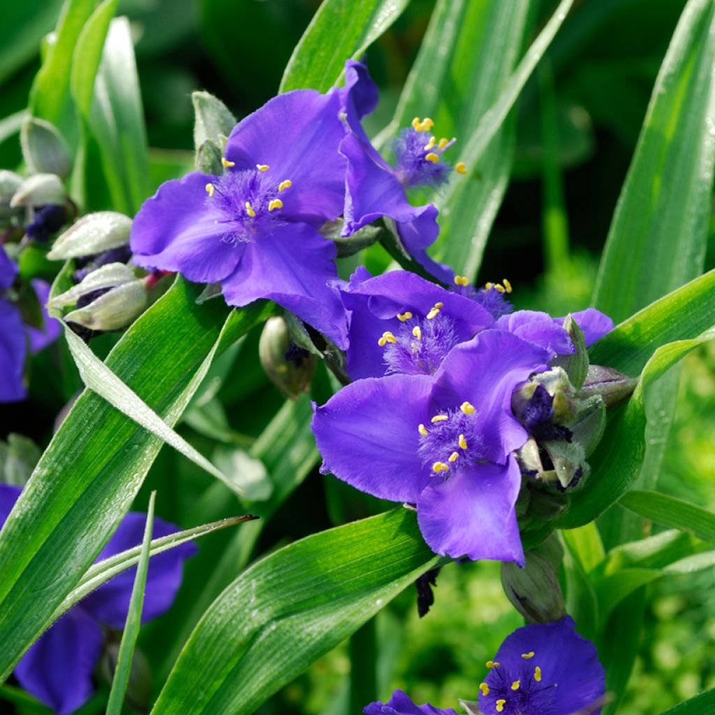 Tradescantia andersoniana Isis