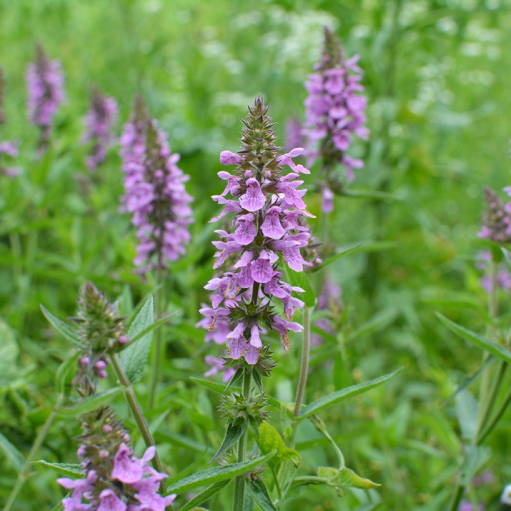 Stachys palustris