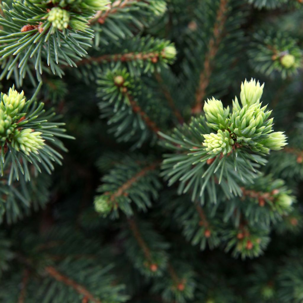 Épicéa commun - Picea abies Will's Zwerg