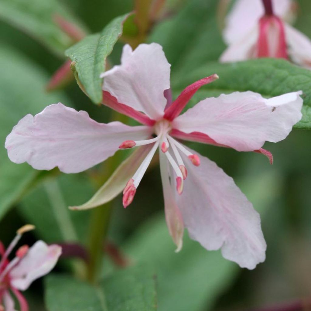 Epilobium angustifolium Stahl Rose