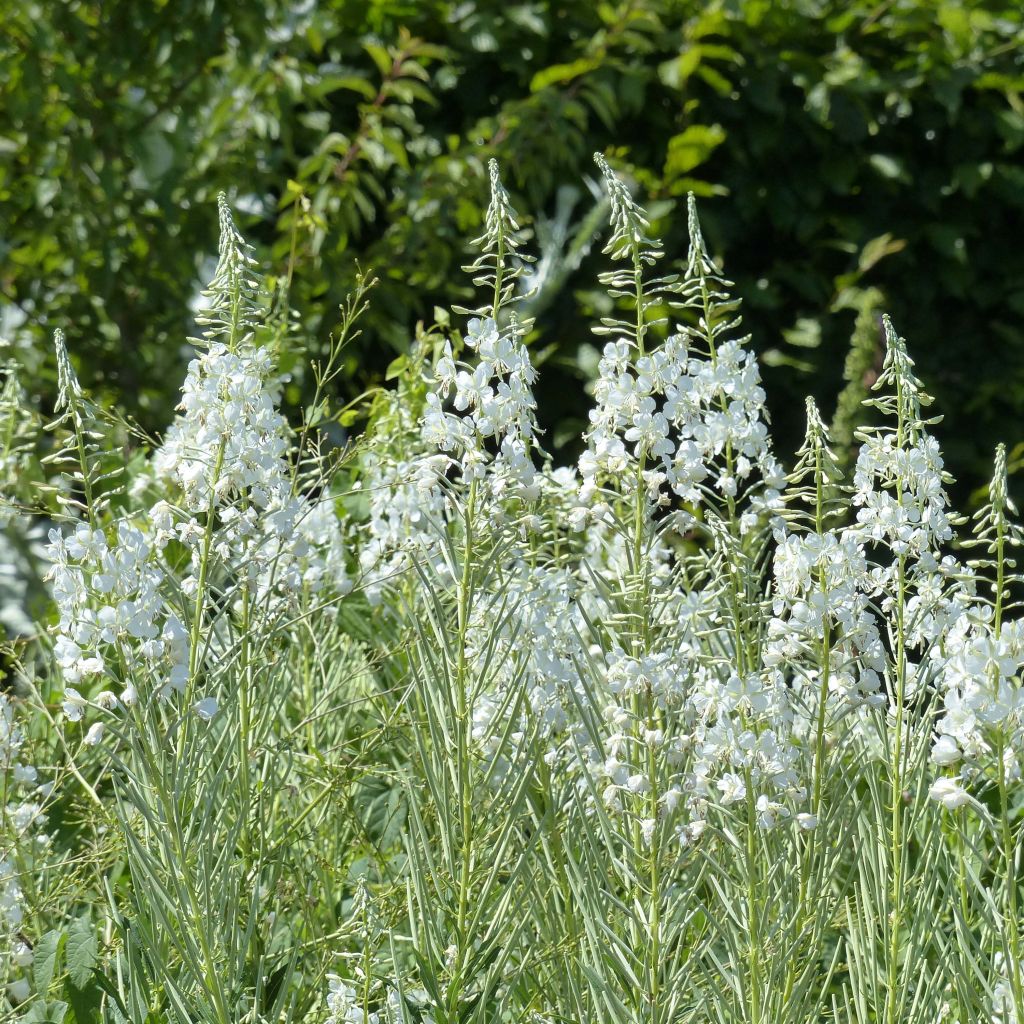 Epilobium angustifolium Album