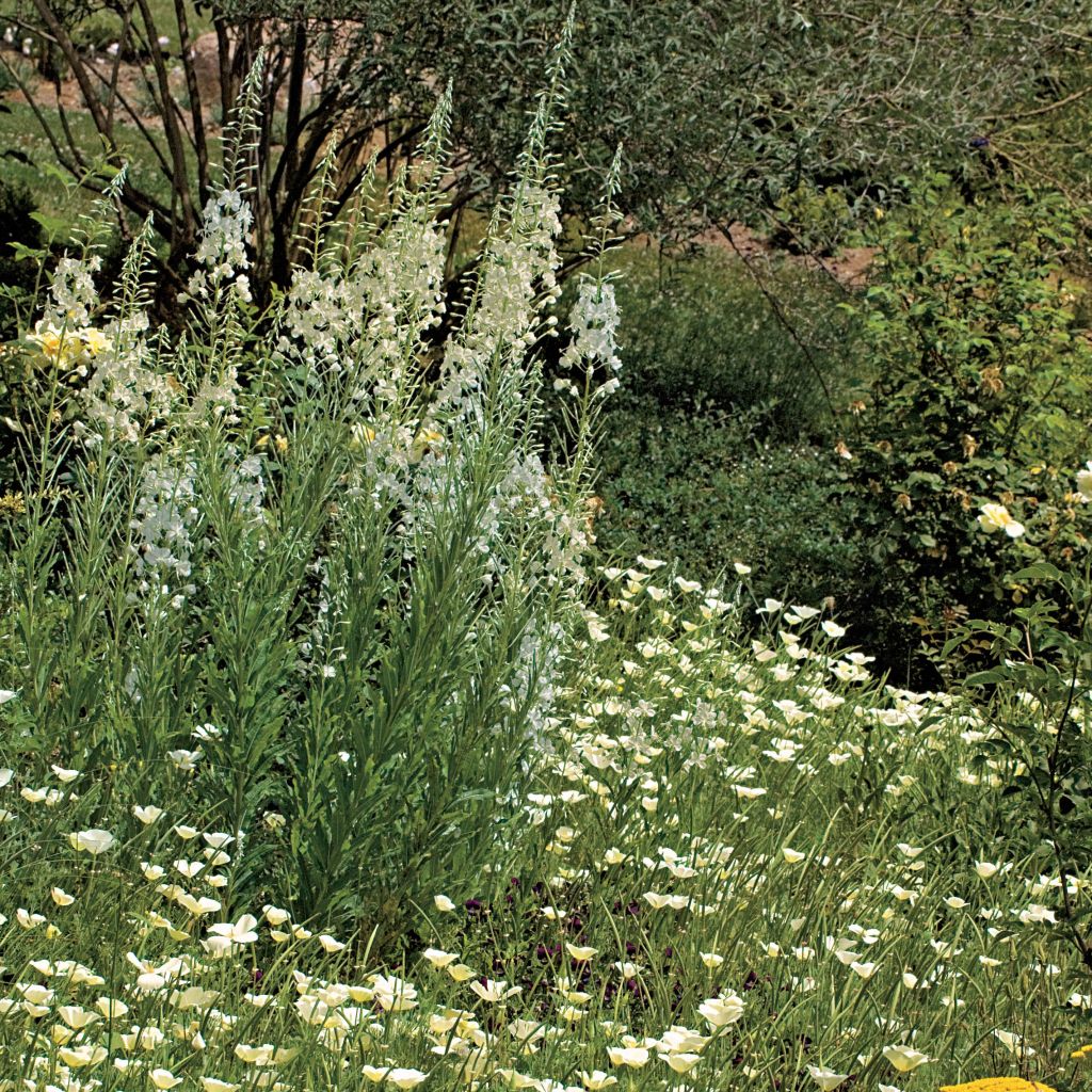 Epilobium angustifolium Album