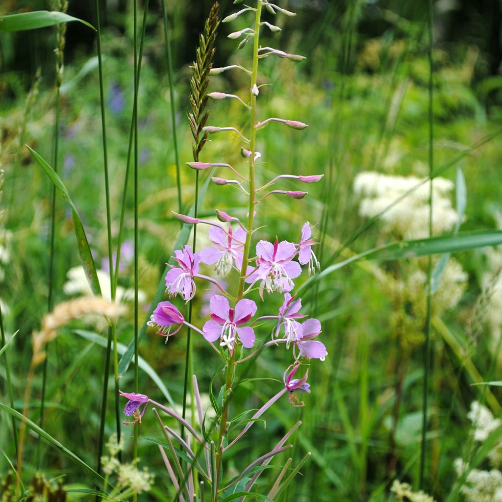 Epilobium fleischeri - Adelfilla