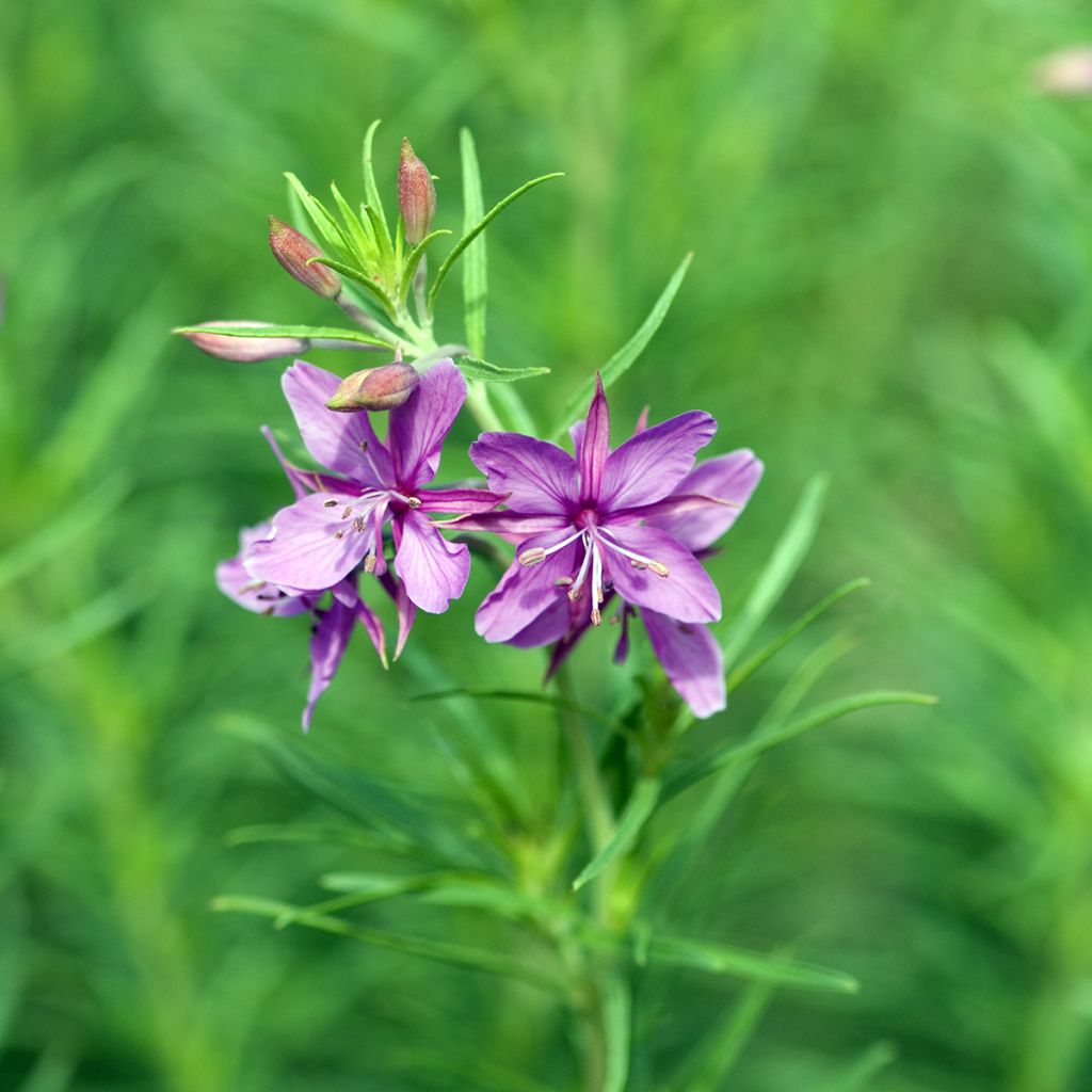 Epilobium fleischeri - Adelfilla