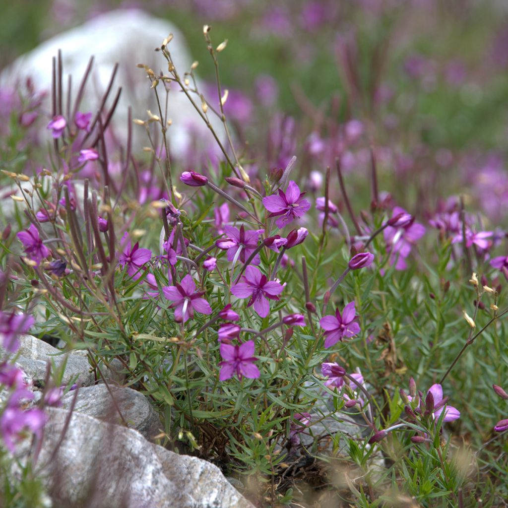 Epilobium fleischeri - Adelfilla