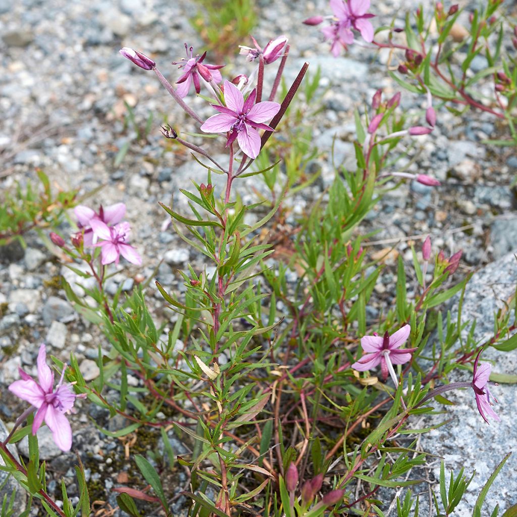 Epilobium fleischeri - Adelfilla