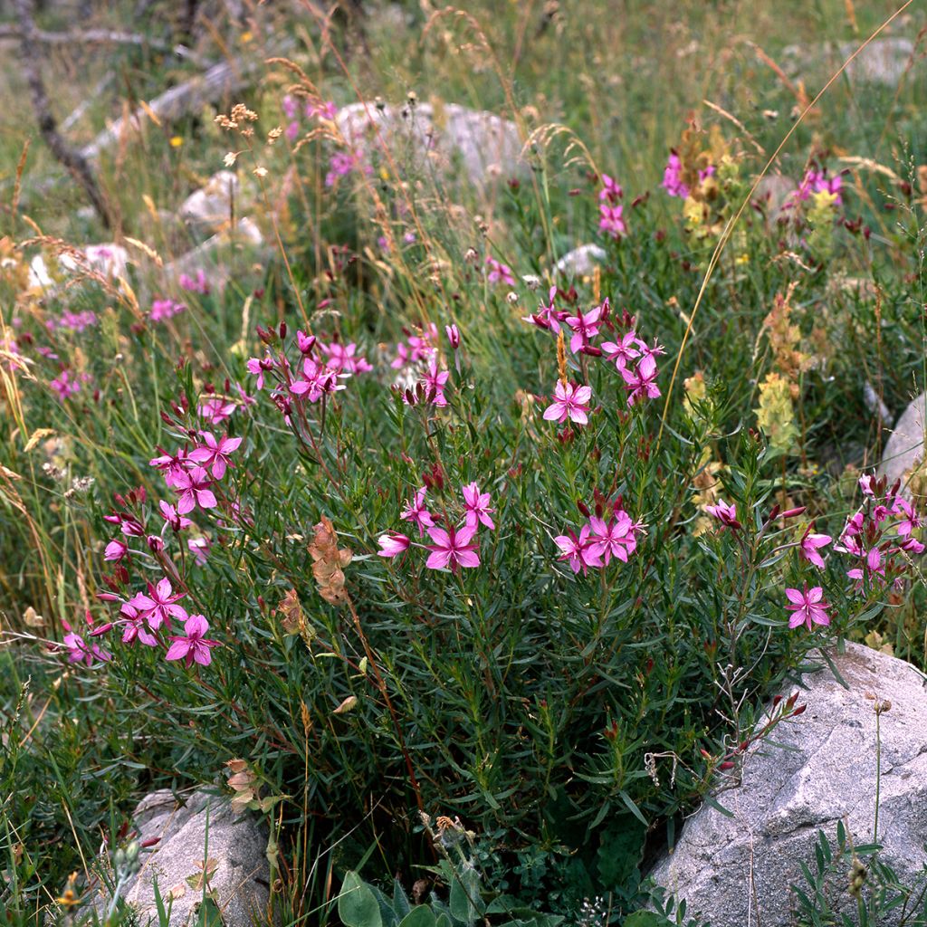 Epilobium fleischeri - Adelfilla