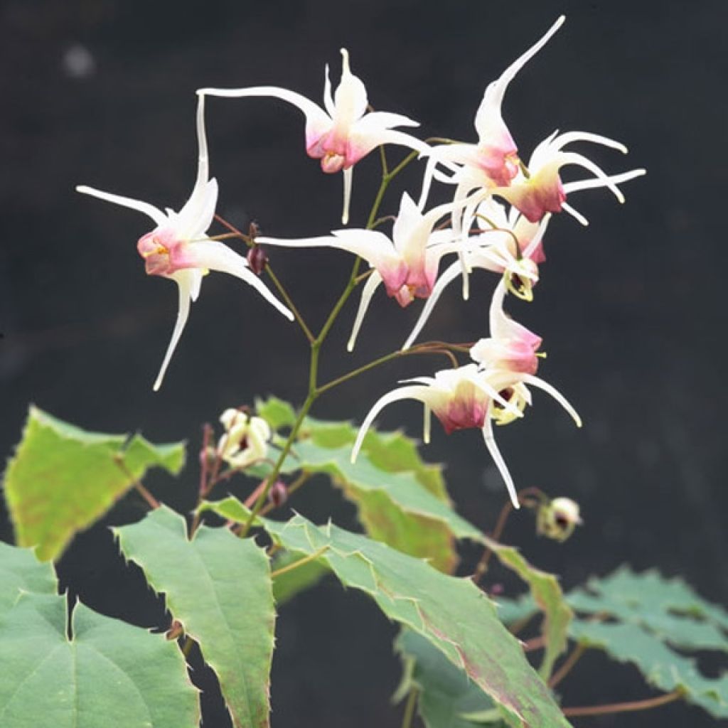 Fleur des Elfes, Epimedium Domino