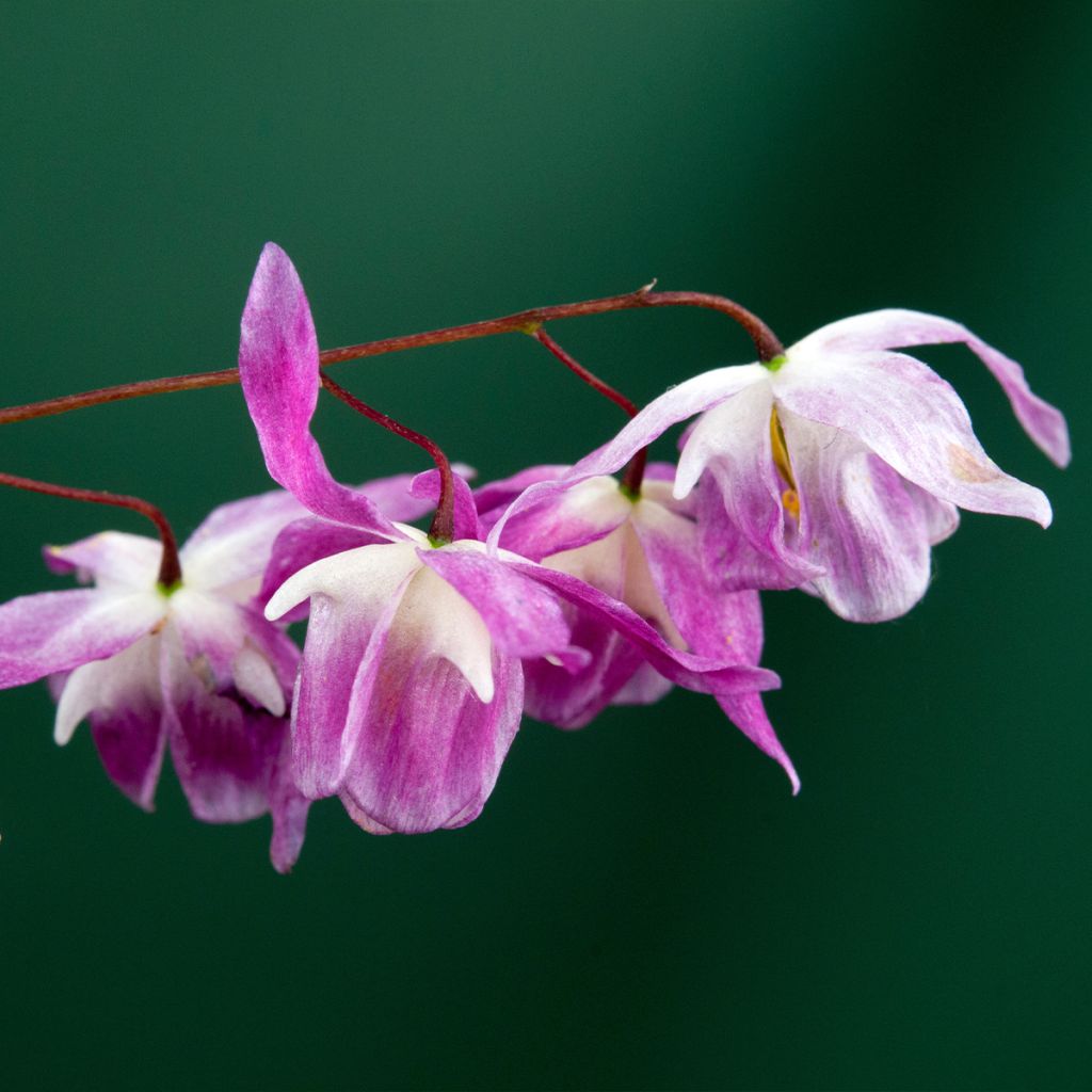 Epimedium Pumosum Roseum, Fleur des elfes