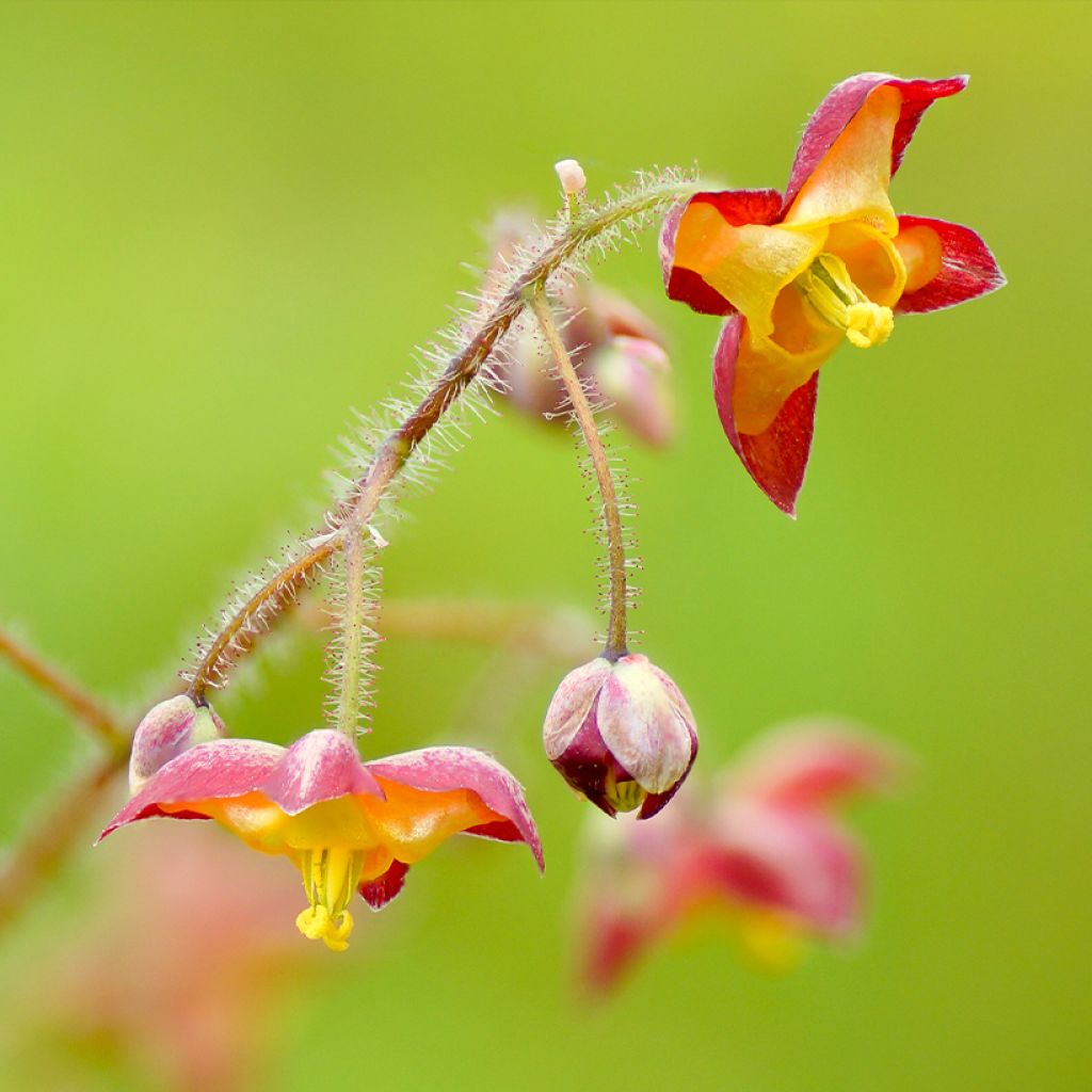 Epimedium alpinum