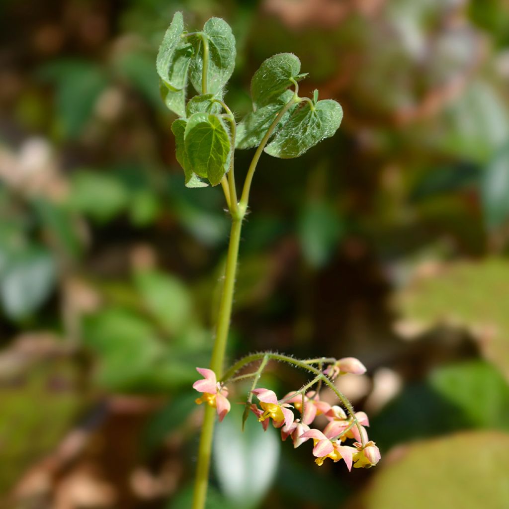 Epimedium alpinum