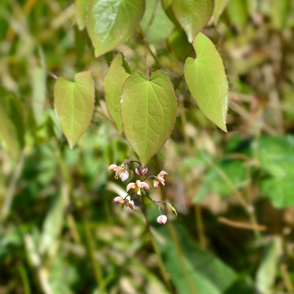 Epimedium alpinum