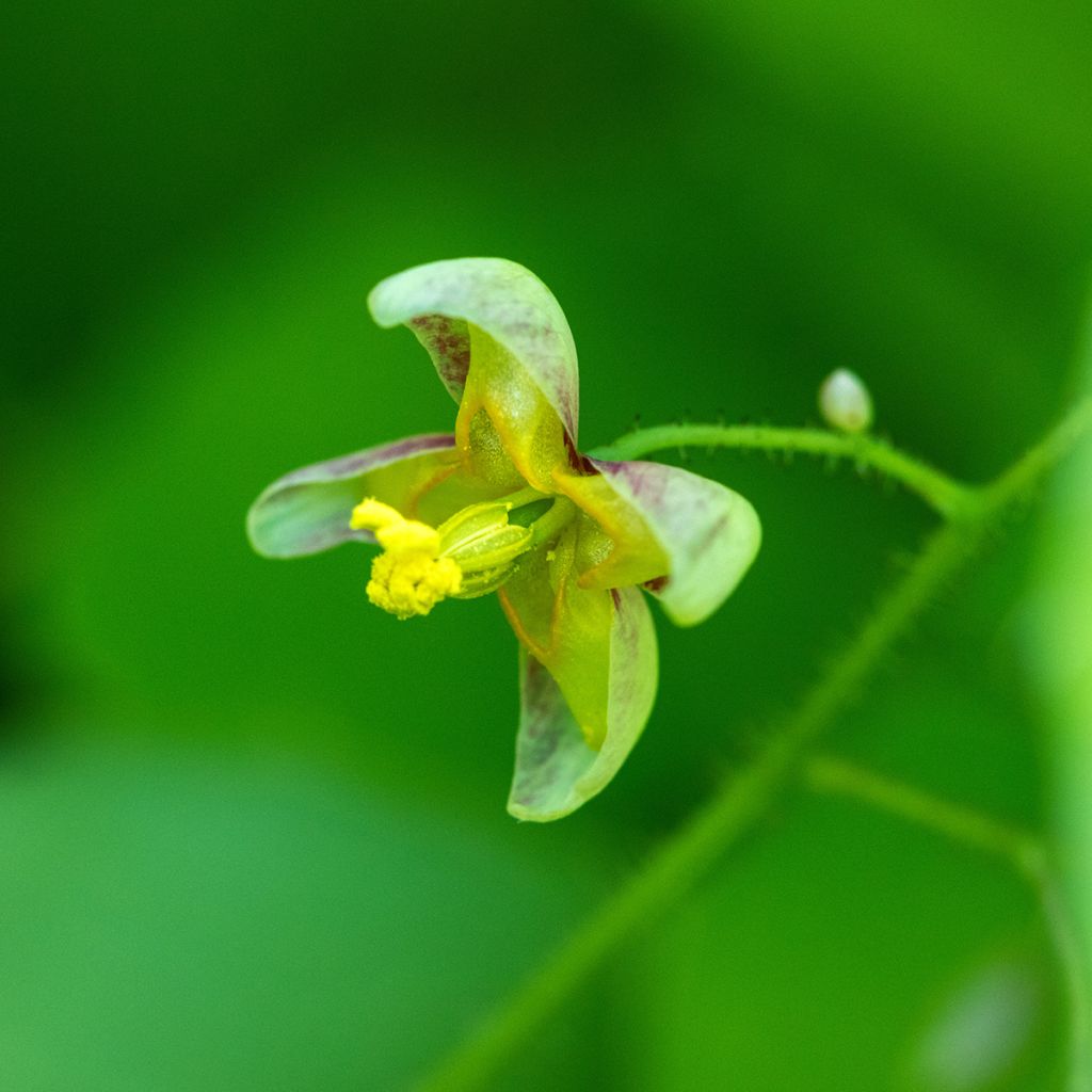 Epimedium alpinum