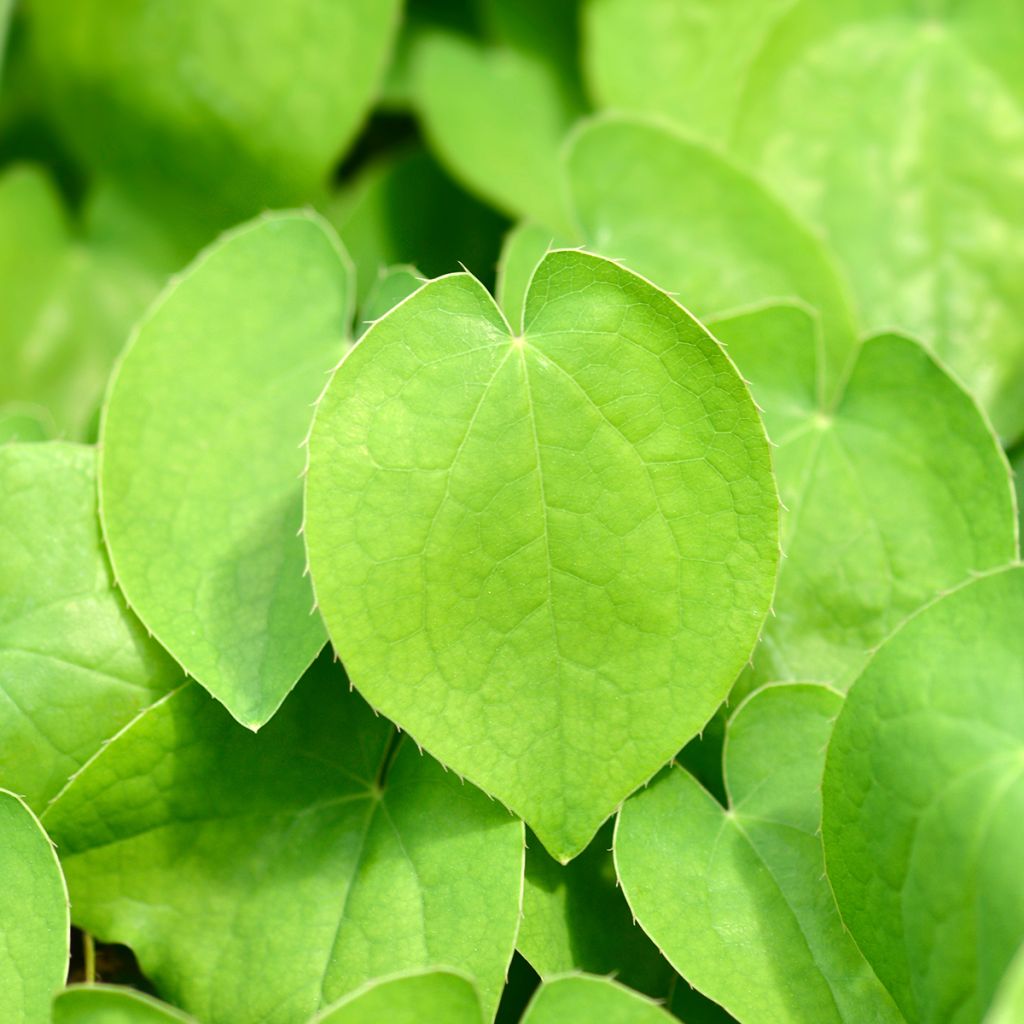 Epimedium alpinum