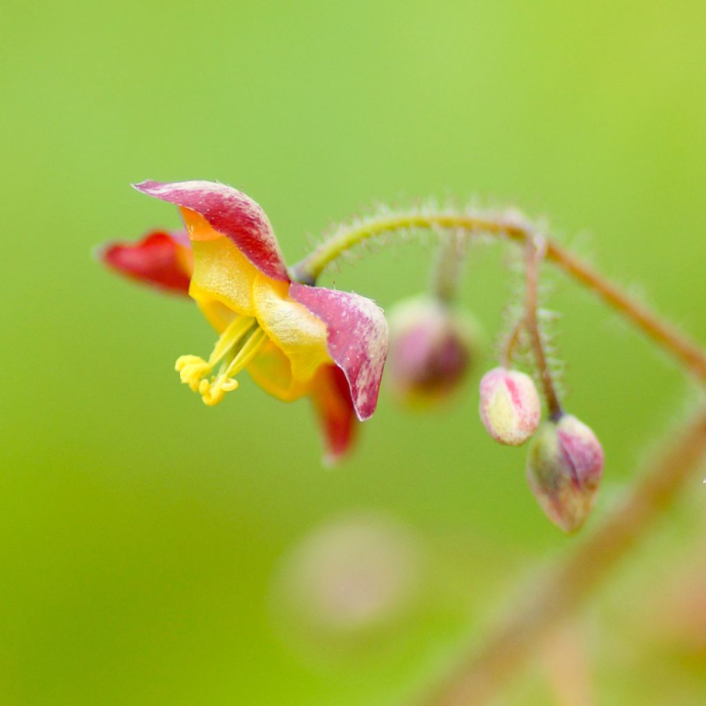 Epimedium alpinum