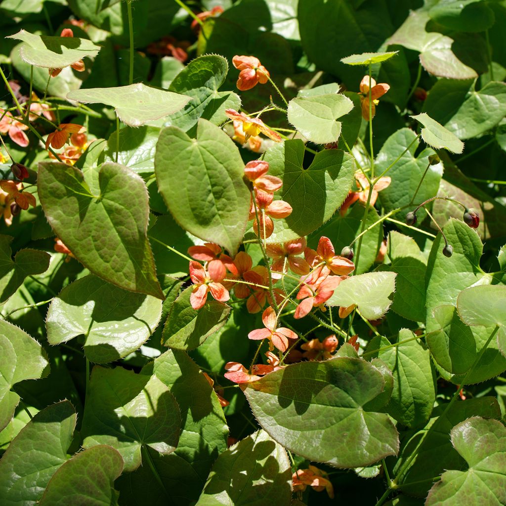 Epimedium alpinum