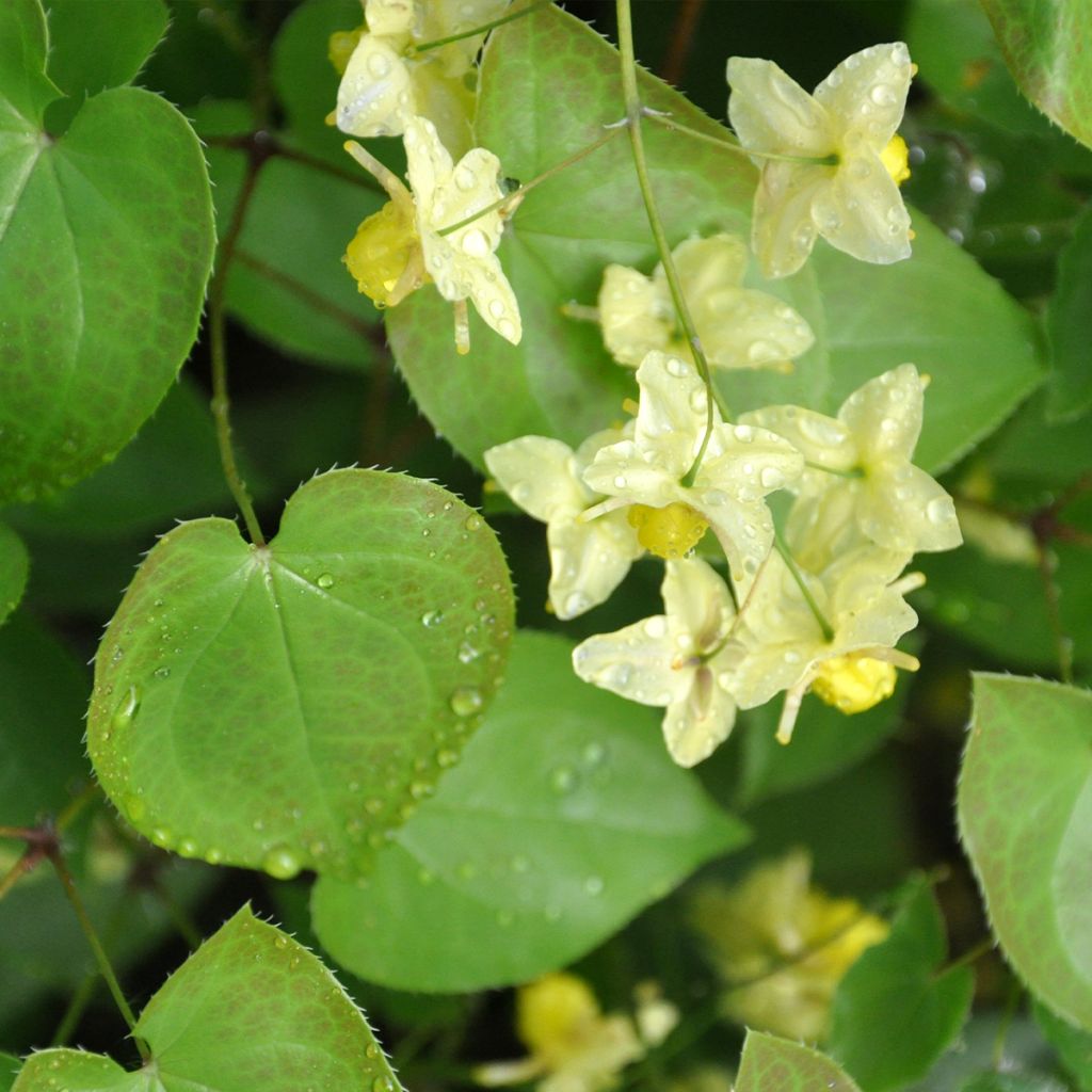 Epimedium flavum, Fleur des elfes