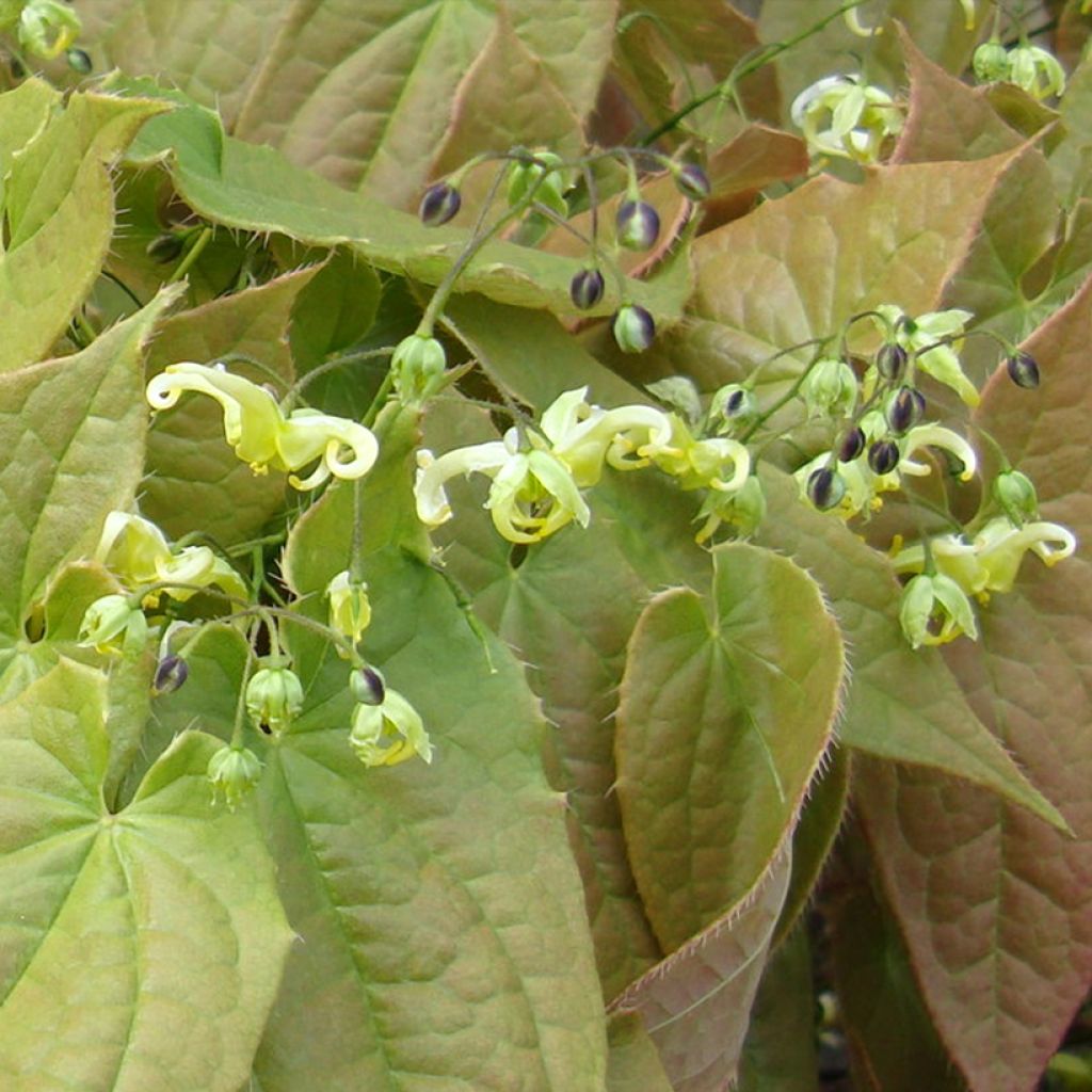 Epimedium franchetii Brimstone Butterfly, Fleur des elfes