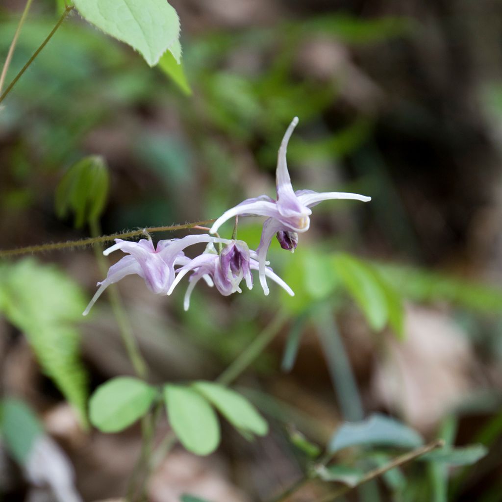 Epimedium grandiflorum