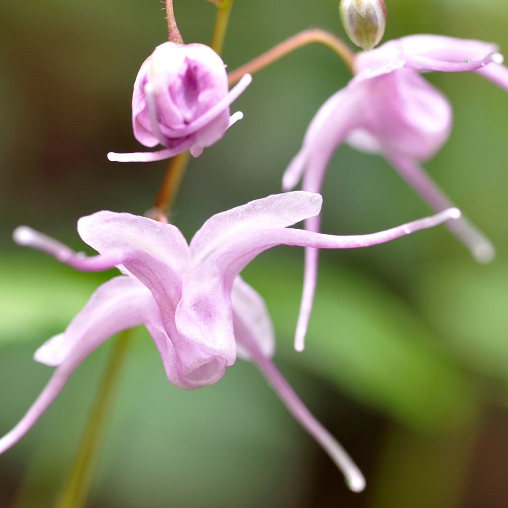 Epimedium grandiflorum