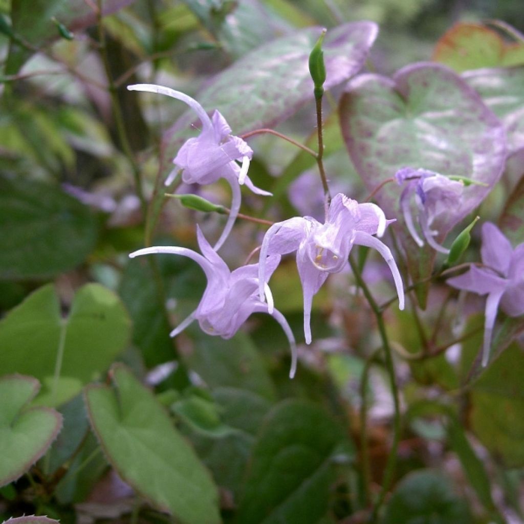 Epimedium grandiflorum - Fleurs des elfes