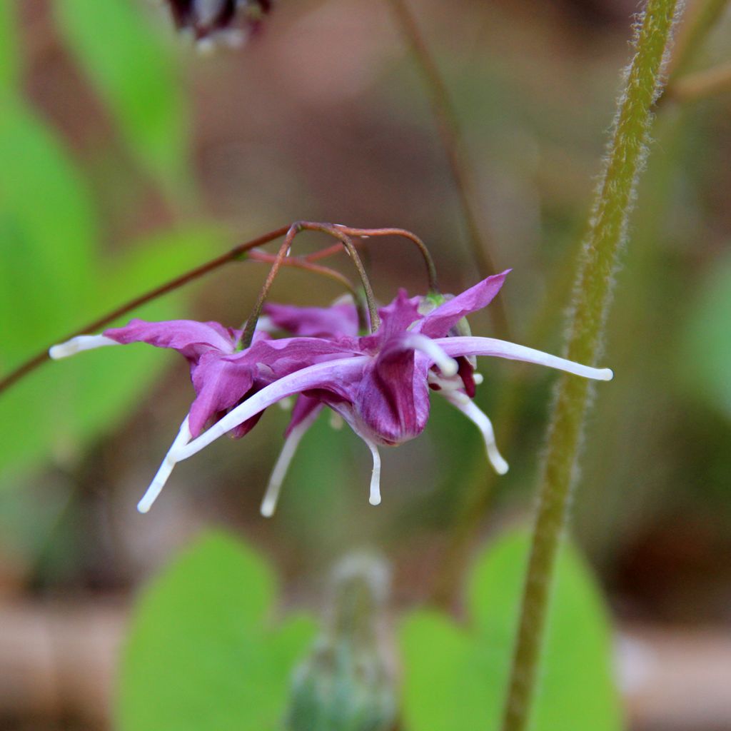 Epimedium grandiflorum Pretty in Pink