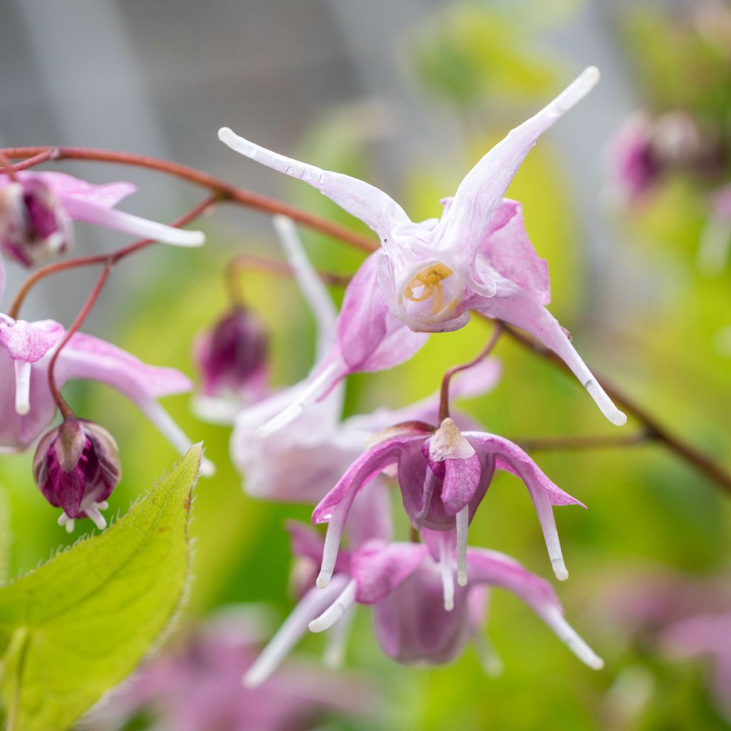 Epimedium grandiflorum Pretty in Pink