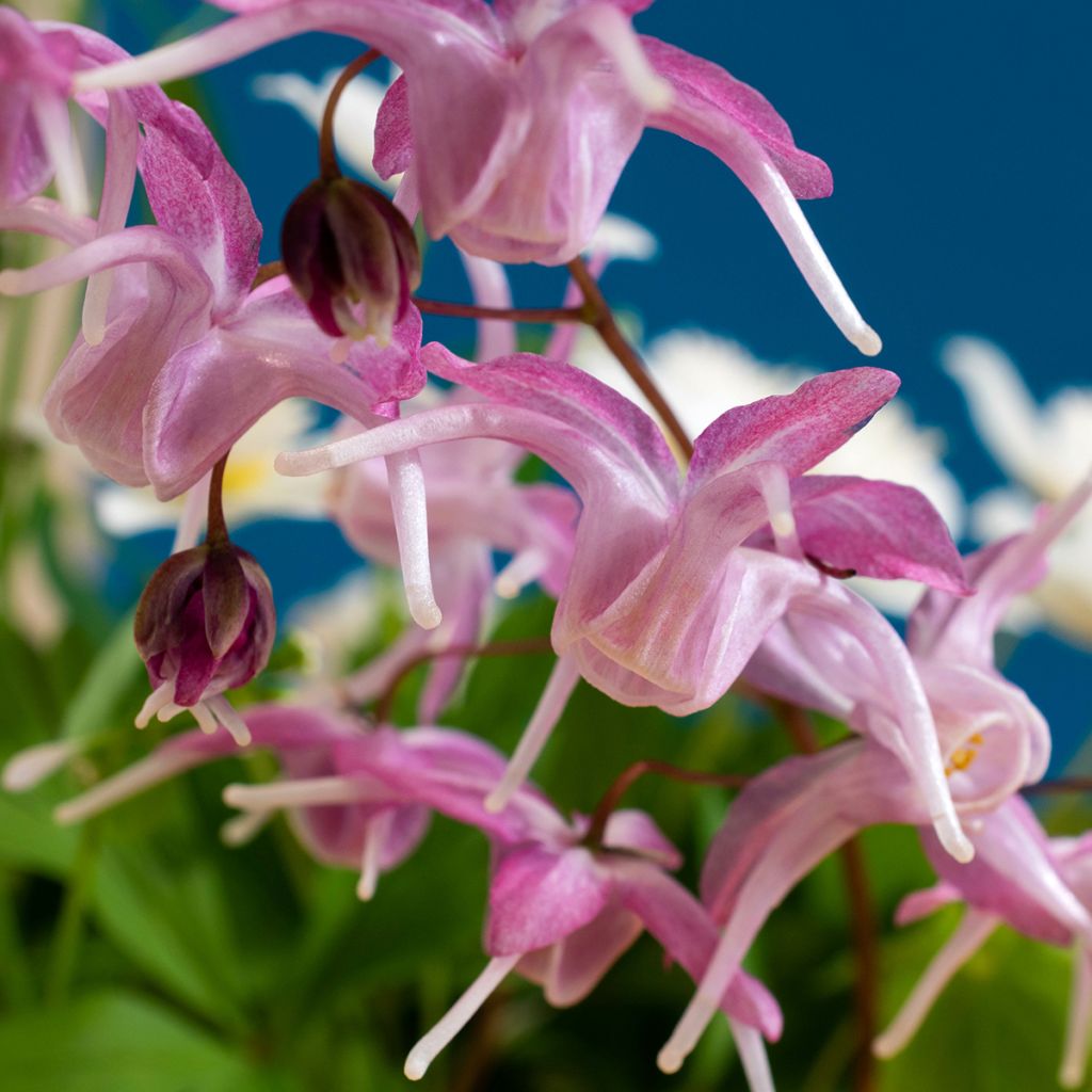 Epimedium grandiflorum Pretty in Pink