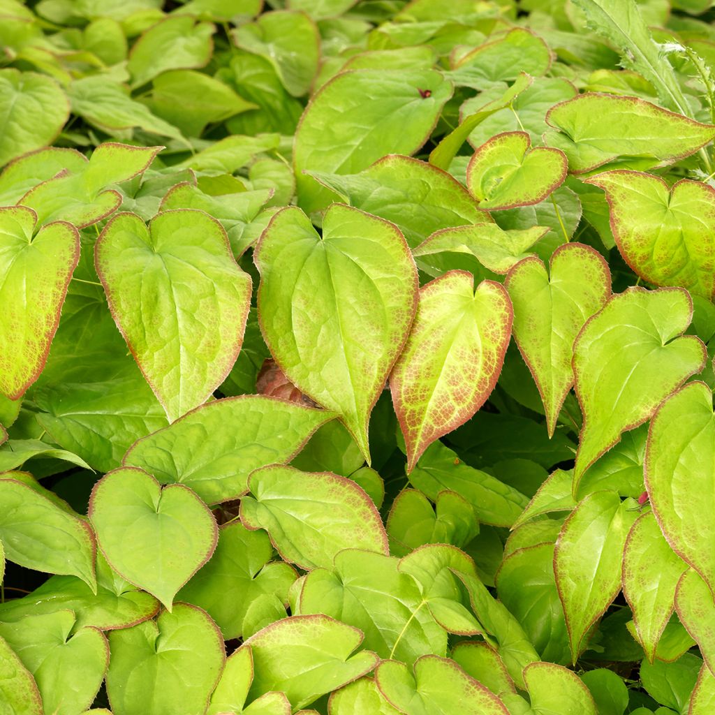 Epimedium perralchicum Fröhnleiten