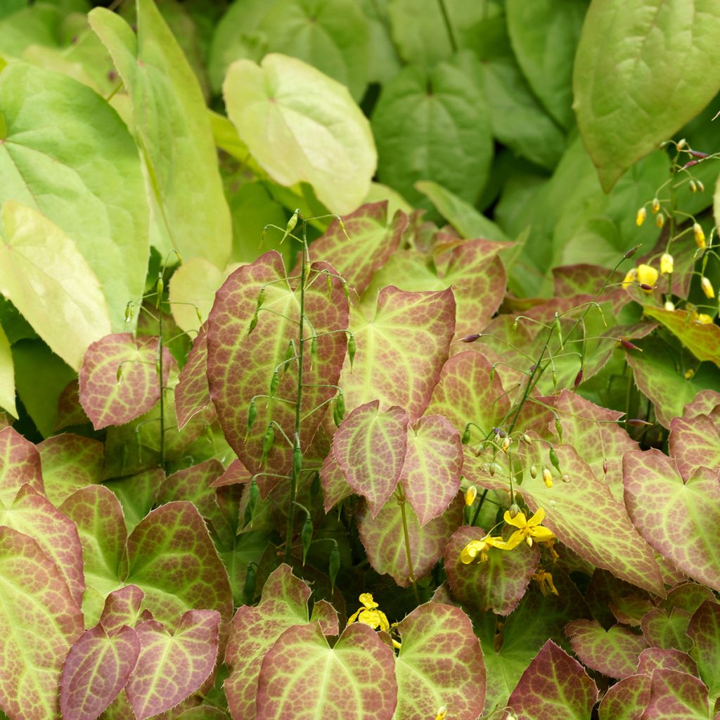 Epimedium perralchicum Fröhnleiten